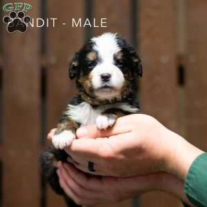 Bandit, Bernese Mountain Dog Puppy